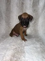 Fawn Male 1, a male Boxer for sale in Dinwiddie, VA – 1 of 10
