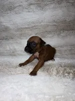 Fawn Female , a female Boxer for sale in Dinwiddie, VA – 6 of 10