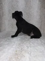 Black Male , a male Boxer for sale in Dinwiddie, VA – 4 of 10