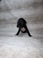 Black Girl 2, a female Boxer for sale in Dinwiddie, VA – 8 of 10