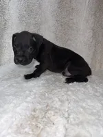 Black Male , a male Boxer for sale in Dinwiddie, VA – 10 of 10