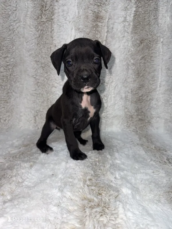 Black Female 1 – Boxer puppy for sale in Dinwiddie, VA