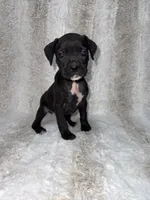 Black Female 1, a female Boxer for sale in Dinwiddie, VA – 1 of 10