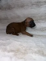 Fawn Female , a female Boxer for sale in Dinwiddie, VA – 3 of 10