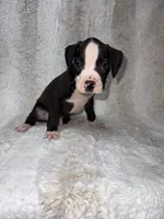 Flashy Black Female , a female Boxer for sale in Dinwiddie, VA – 9 of 10