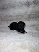 Black Male , a male Boxer for sale in Dinwiddie, VA – 10 of 10