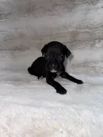 Black Female 1, a female Boxer for sale in Dinwiddie, VA – 5 of 10