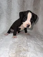 Flashy Black Male, a male Boxer for sale in Dinwiddie, VA – 10 of 10