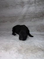 Black Female 1, a female Boxer for sale in Dinwiddie, VA – 10 of 10