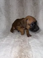 Fawn Male 2, a male Boxer for sale in Dinwiddie, VA – 2 of 10