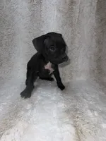 Black Female 1, a female Boxer for sale in Dinwiddie, VA – 2 of 10
