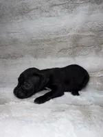 Black Female 1, a female Boxer for sale in Dinwiddie, VA – 4 of 10