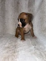 Flashy Fawn Male, a male Boxer for sale in Dinwiddie, VA – 6 of 10