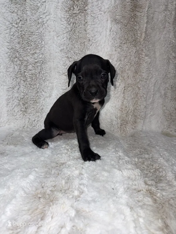 Black Girl 2 – Boxer puppy for sale in Dinwiddie, VA