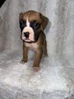 Flashy Fawn Male, a male Boxer for sale in Dinwiddie, VA – 2 of 10