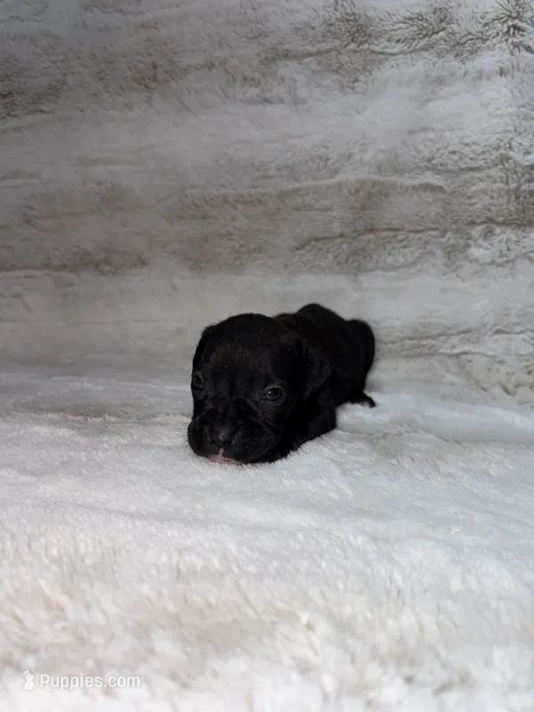 Black Female 1 – Boxer puppy for sale in Dinwiddie, VA