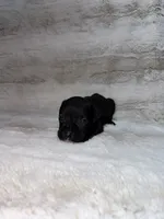 Black Female 1, a female Boxer for sale in Dinwiddie, VA – 1 of 10