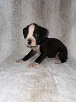 Flashy Black Female , a female Boxer for sale in Dinwiddie, VA – 5 of 10
