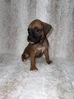 Fawn Male 1, a male Boxer for sale in Dinwiddie, VA – 7 of 10