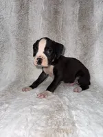 Flashy Black Female , a female Boxer for sale in Dinwiddie, VA – 8 of 10