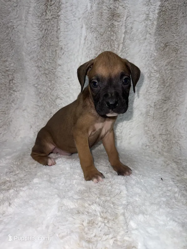 Fawn Male 2 – Boxer puppy for sale in Dinwiddie, VA