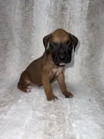 Fawn Male 2, a male Boxer for sale in Dinwiddie, VA – 1 of 10