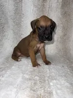 Fawn Male 2, a male Boxer for sale in Dinwiddie, VA – 5 of 10