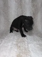 Black Male , a male Boxer for sale in Dinwiddie, VA – 2 of 10