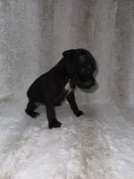 Black Female 1, a female Boxer for sale in Dinwiddie, VA – 9 of 10