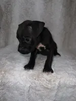 Black Male , a male Boxer for sale in Dinwiddie, VA – 5 of 10