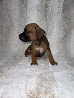 Fawn Male 1, a male Boxer for sale in Dinwiddie, VA – 9 of 10