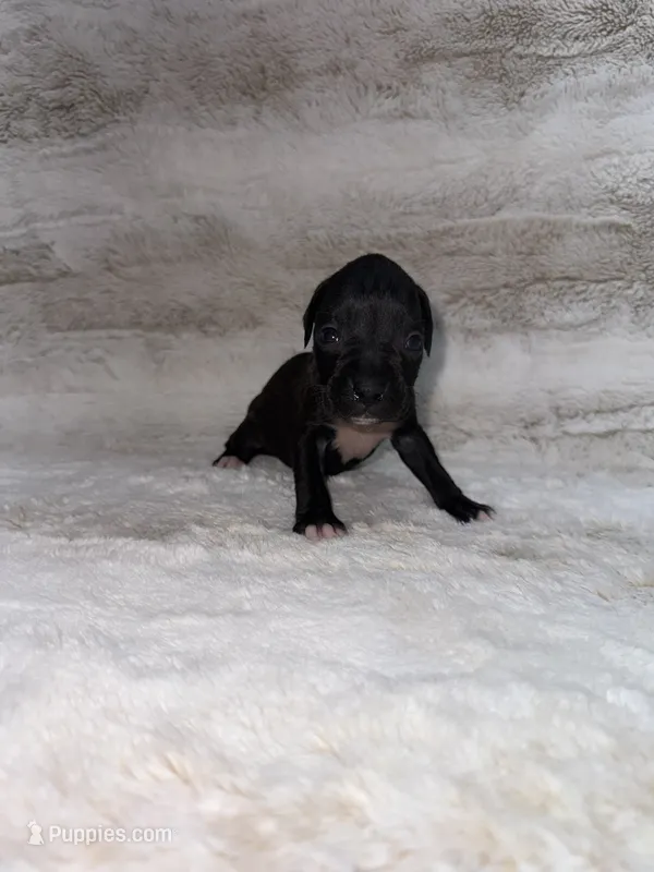 Black Girl 2 – Boxer puppy for sale in Dinwiddie, VA