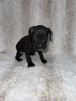Black Female 1, a female Boxer for sale in Dinwiddie, VA – 8 of 10