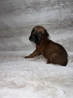 Fawn Female , a female Boxer for sale in Dinwiddie, VA – 8 of 10