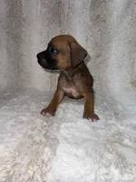 Fawn Male 2, a male Boxer for sale in Dinwiddie, VA – 9 of 10