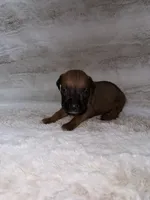 Fawn Female , a female Boxer for sale in Dinwiddie, VA – 2 of 10