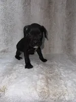 Black Female 1, a female Boxer for sale in Dinwiddie, VA – 6 of 10