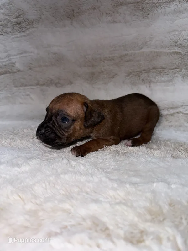 Fawn Female  – Boxer puppy for sale in Dinwiddie, VA