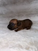 Fawn Female , a female Boxer for sale in Dinwiddie, VA – 1 of 10