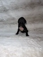 Black Girl 2, a female Boxer for sale in Dinwiddie, VA – 5 of 10