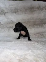 Black Girl 2, a female Boxer for sale in Dinwiddie, VA – 6 of 10