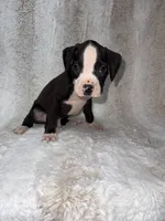Flashy Black Female , a female Boxer for sale in Dinwiddie, VA – 7 of 10