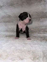 Flashy Black Female , a female Boxer for sale in Dinwiddie, VA – 5 of 10