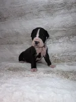 Flashy Black Female , a female Boxer for sale in Dinwiddie, VA – 6 of 10