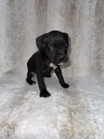 Black Female 1, a female Boxer for sale in Dinwiddie, VA – 5 of 10