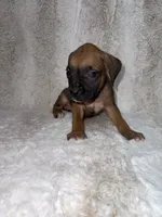 Fawn Male 1, a male Boxer for sale in Dinwiddie, VA – 5 of 10