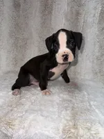 Flashy Black Male, a male Boxer for sale in Dinwiddie, VA – 7 of 10
