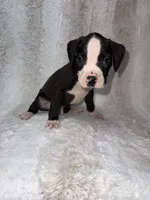 Flashy Black Female , a female Boxer for sale in Dinwiddie, VA – 4 of 10