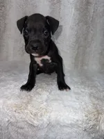 Black Male , a male Boxer for sale in Dinwiddie, VA – 3 of 10