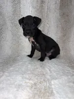 Black Male , a male Boxer for sale in Dinwiddie, VA – 8 of 10